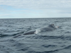 437. A avistar ballenas