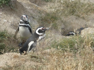 597. Por Península Valdés. Pingüinos