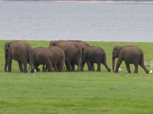 582-parque-nacional-de-minneriya-elefantes